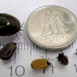 Different Sizes of ticks