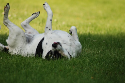 Dog Rolling in Grass - Summeridge Animal Clinic | Summeridge Animal Clinic