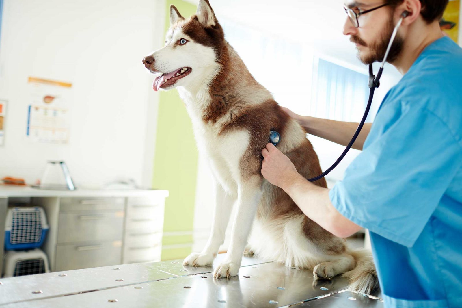 Ticking Time Bomb: All About Heart Disease in Dogs | Summeridge Animal ...