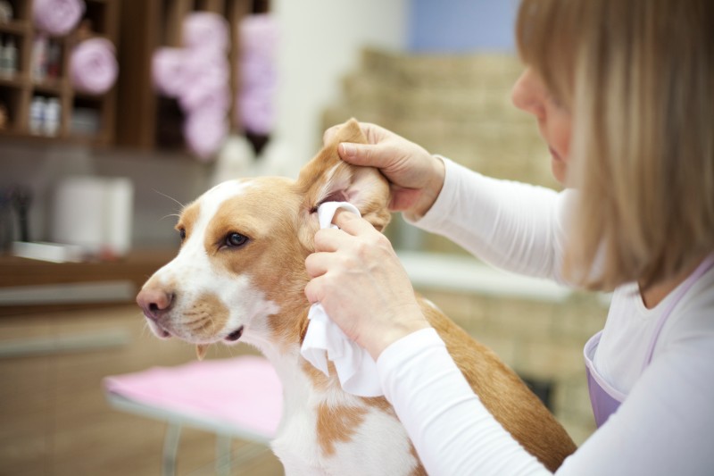 Pet ear cleaning is an important part of daily pet care