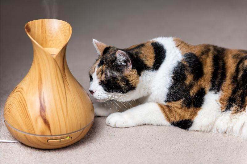 A cat sniffs an essential oil diffuser