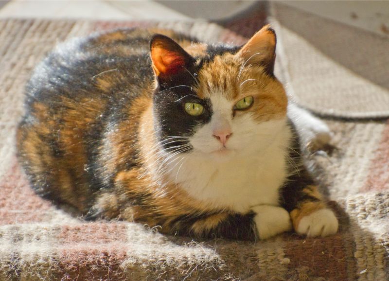 A tortoise-shell cat laying on a carpet