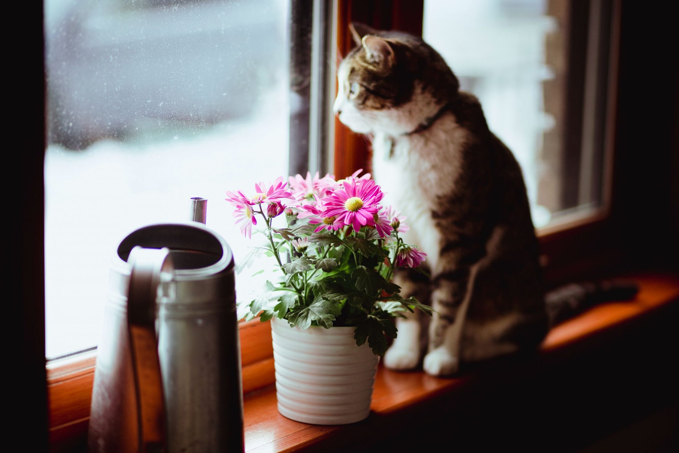 tabby cat sitting next to a flower plant while looking out the window